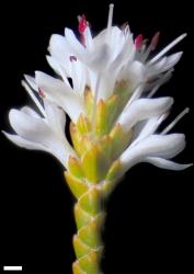Veronica lycopodioides. Terminal inflorescence. Scale = 1 mm.
 Image: W.M. Malcolm © Te Papa CC-BY-NC 3.0 NZ